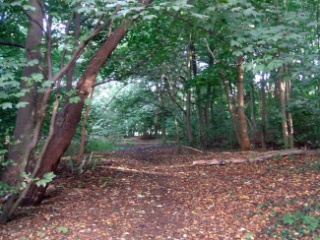Ein einzelner Weg mit umgestürzten Bäumen durch den Willinks Park